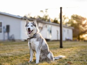 Canadian Eskimo Dog in outdoors