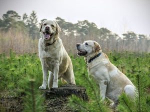 dogs out in the fields