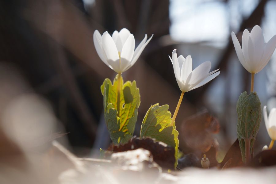 Bloodroot flowers blooming in bloom