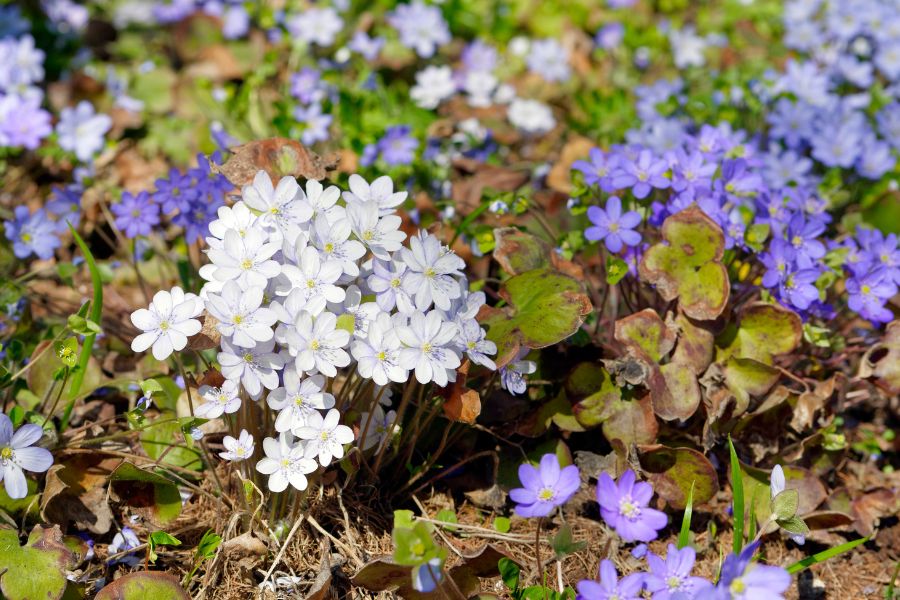 Blooming hepatica in the forest