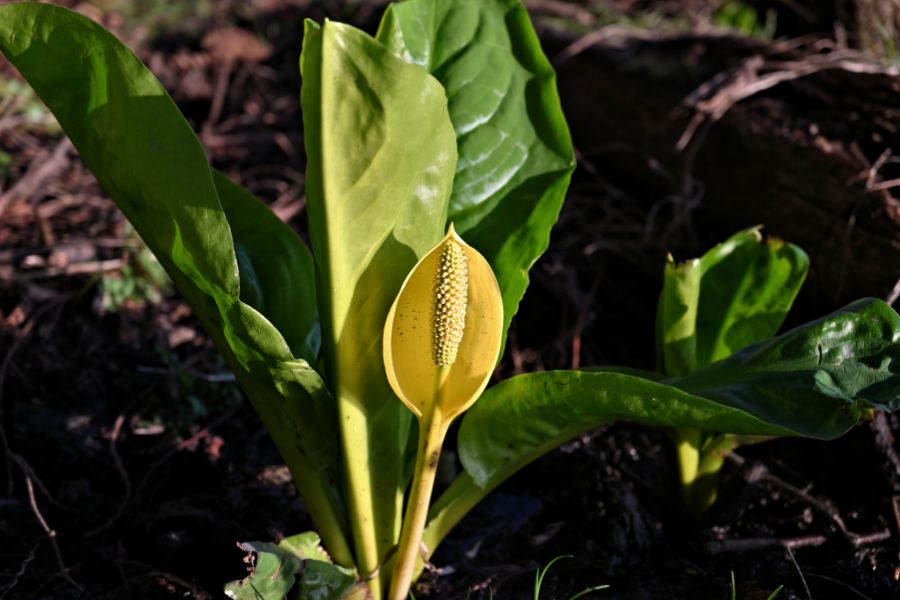 Bold Skunk Cabbage flower illuminated by bright sunlight
