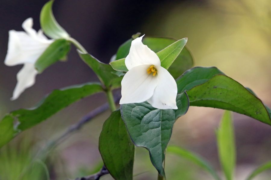 Trillium flowers come out in spring